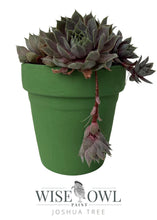 Load image into Gallery viewer, Joshua Tree