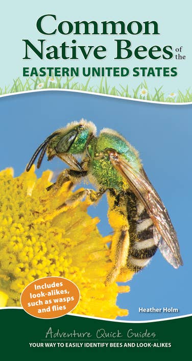 Common Native Bees of Eastern US Quick Guide